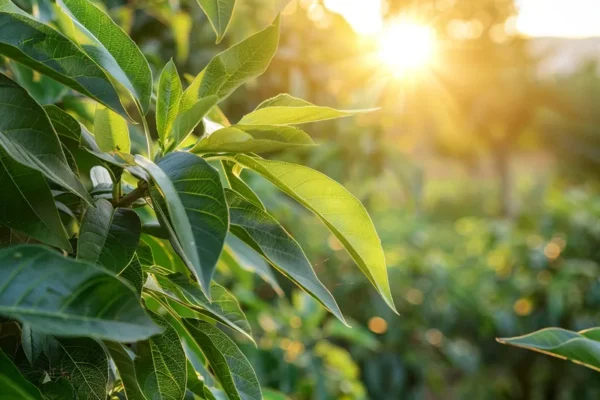 como podar un aguacate